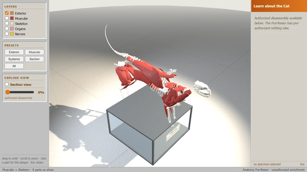 Learn about the Cat: a 3D cat skeleton and muscles on a plinth beside the layer panel.